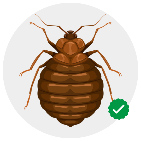 bed bug control by khema pest control