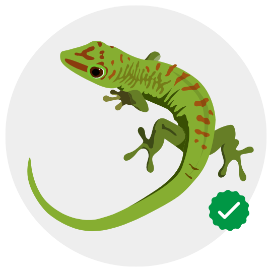 lizard control by Khema Pest Control