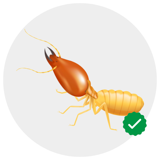 termite control by Khema Pest Control