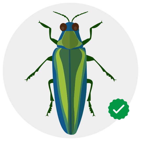 wood borer control by khema pest control